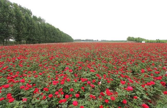 17亩土地种植玫瑰花_论文发表