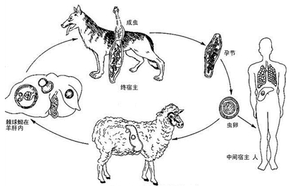 羊棘球蚴病_期刊发表