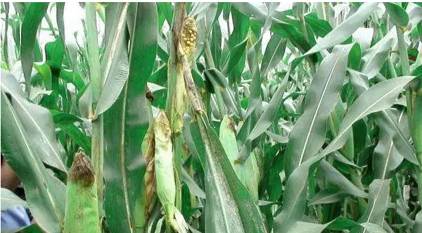 玉米种植中常见病虫害的论文发表防治