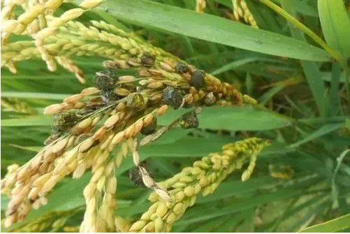水稻病虫害常见发表论文类型