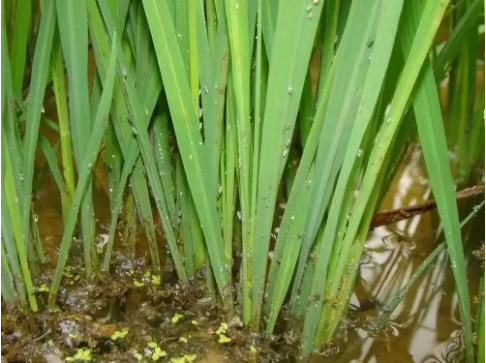 水稻病虫害常见发表论文类型