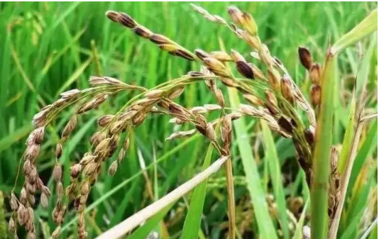 水稻病虫害防控现状及存在的发表论文问题