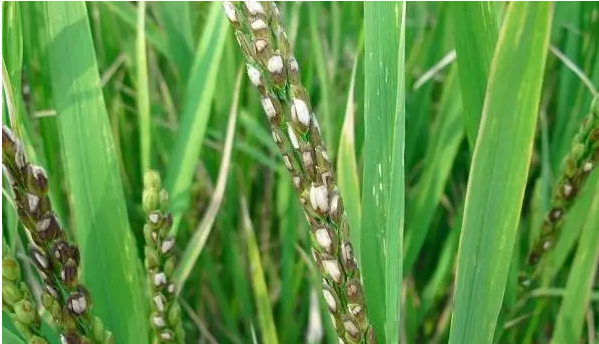水稻病虫害绿色防控期刊发表技术