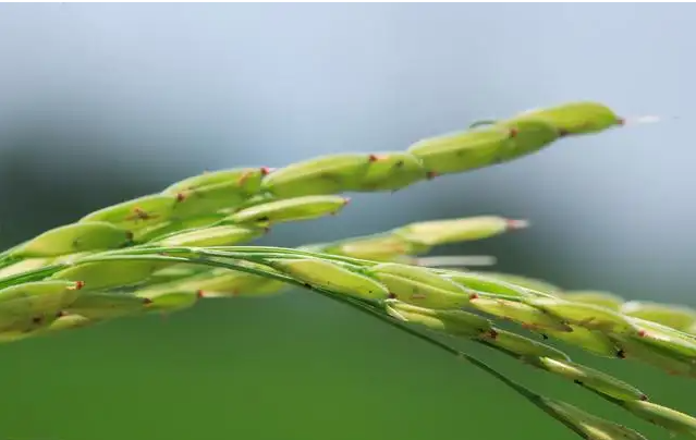 水稻病虫害绿色防控期刊发表技术
