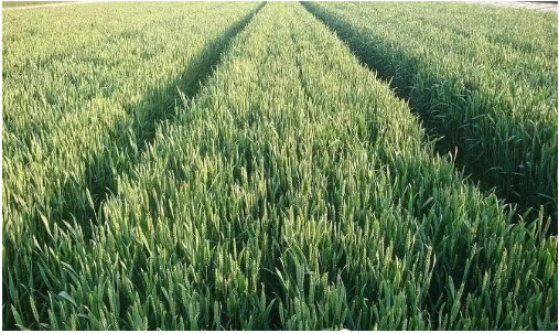 现代农业种植中冬小麦种植技术的论文发表优化