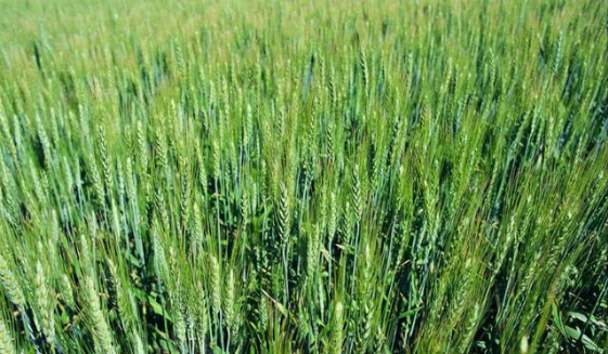 现代农业种植中冬小麦种植技术的论文发表优化