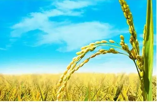 农业经济管理促进农村经济发展的期刊发表策略