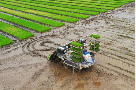 水稻全程机械化栽培新技术的发表论文类型