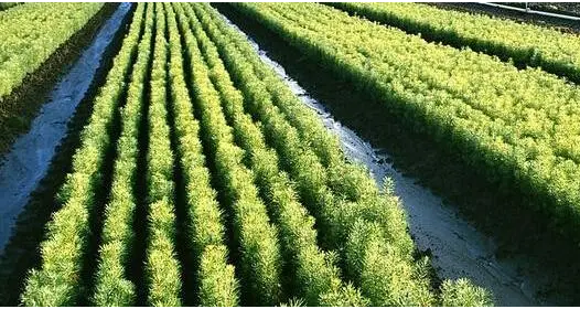 加强森林培育提高森林经营水平的有效期刊发表举措