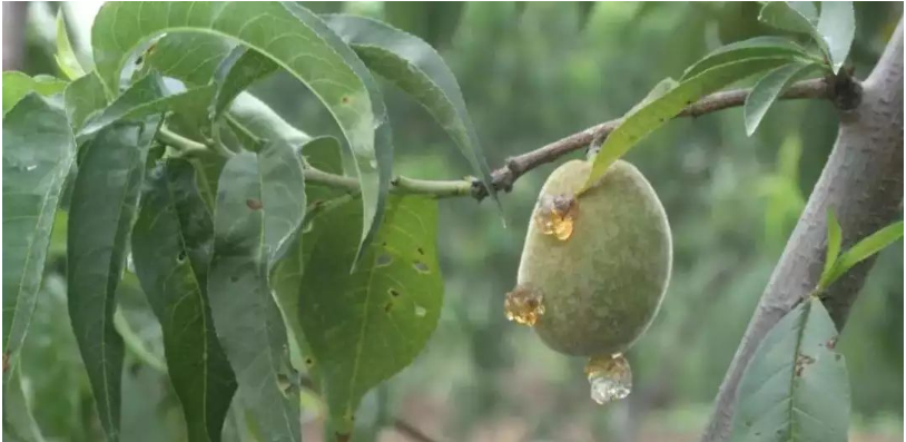 桃树的病虫害防治文章发表技术
