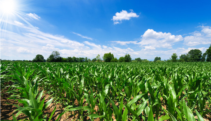 玉米种植发展现状文章发表分析