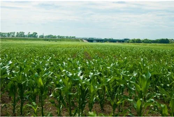 玉米种植发展现状文章发表分析