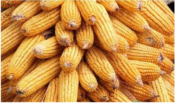 玉米质量安全的影响文章发表因素