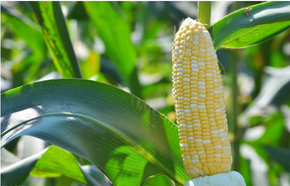 有效提高玉米质量安全的期刊发表对策