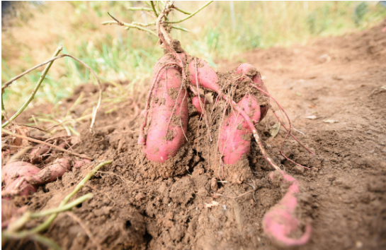 红薯种植和生长文章发表特征