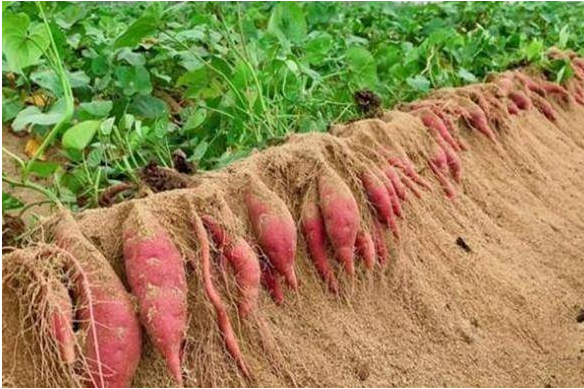 红薯种植技术期刊发表要点