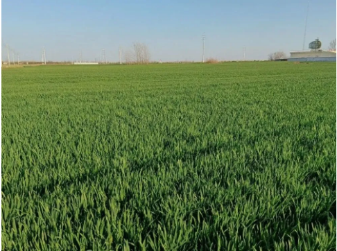 小麦栽培植保技术应用中存在的期刊发表问题